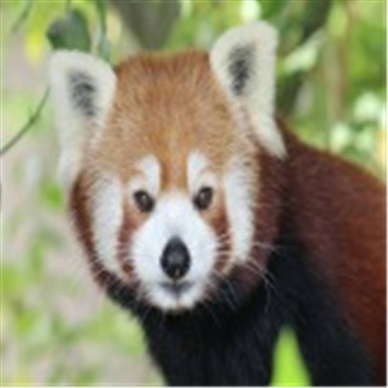 Red Panda Adoption