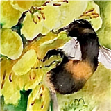 Painting Flowers in Watercolour