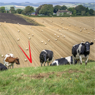 ICAEW South West: Farming and rural insight group | 5 November 2024